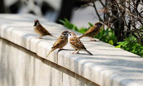 麻雀虽小五脏俱全_麻雀虽小五脏俱全是什么意思